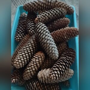 Natural Pine Cones Make Me An Offer